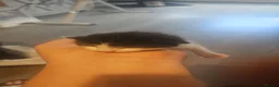 Domestic Shorthair cats for sale: 6 baby kitten looking for forever homes. - Advert 3
