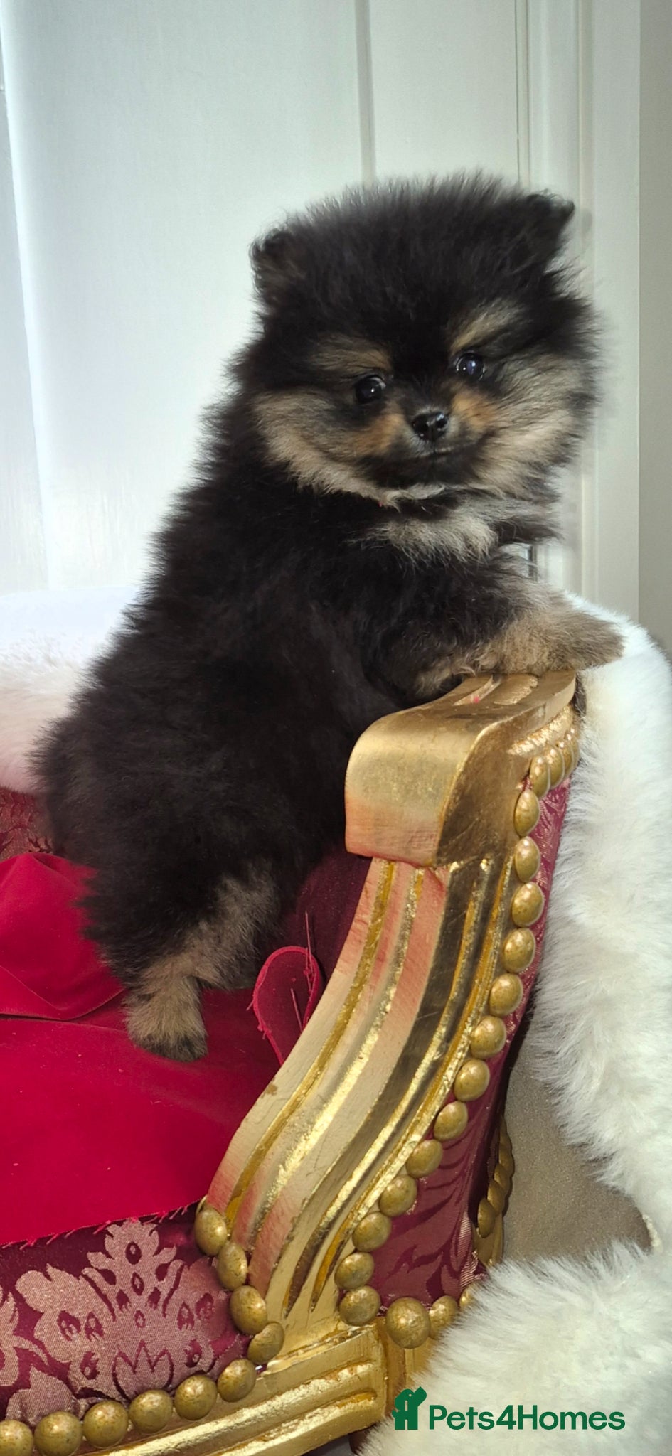 Pomeranian dogs Adorable  **  pomeranians - Advert 1