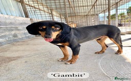 Mixed Breed dogs for adoption: Gambit, 5 yrs approx. Available for adoption. - Image 14