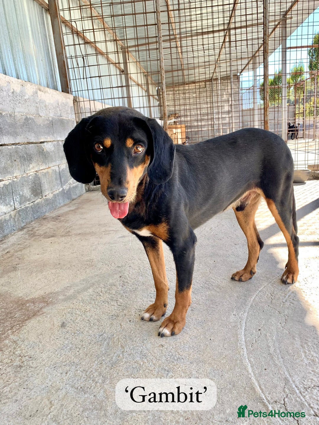 Mixed Breed dogs for adoption: Gambit, 5 yrs approx. Available for adoption. - Image 14