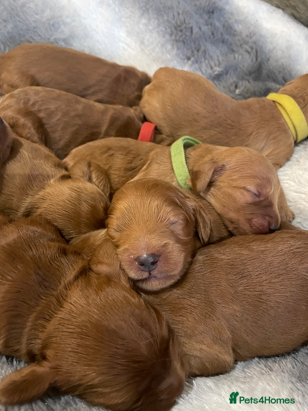 Cockapoo dogs for sale: F1 Purebed Red cockapoo 5 ⭐️ genetics & health - Image 18