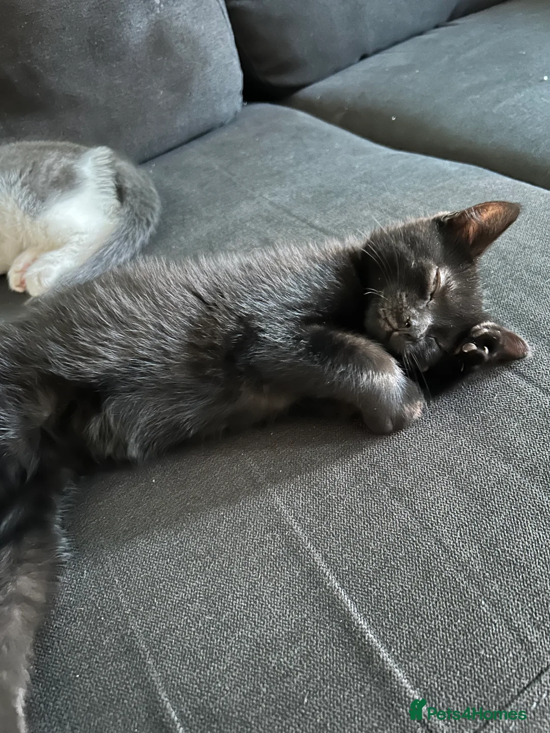 Mixed Breed cats for sale: Luna & Nana – Two Beautiful Female Kittens - Advert 3