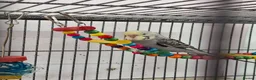 Budgerigars birds for sale: 3 Baby Budgies-ready now - Advert 1