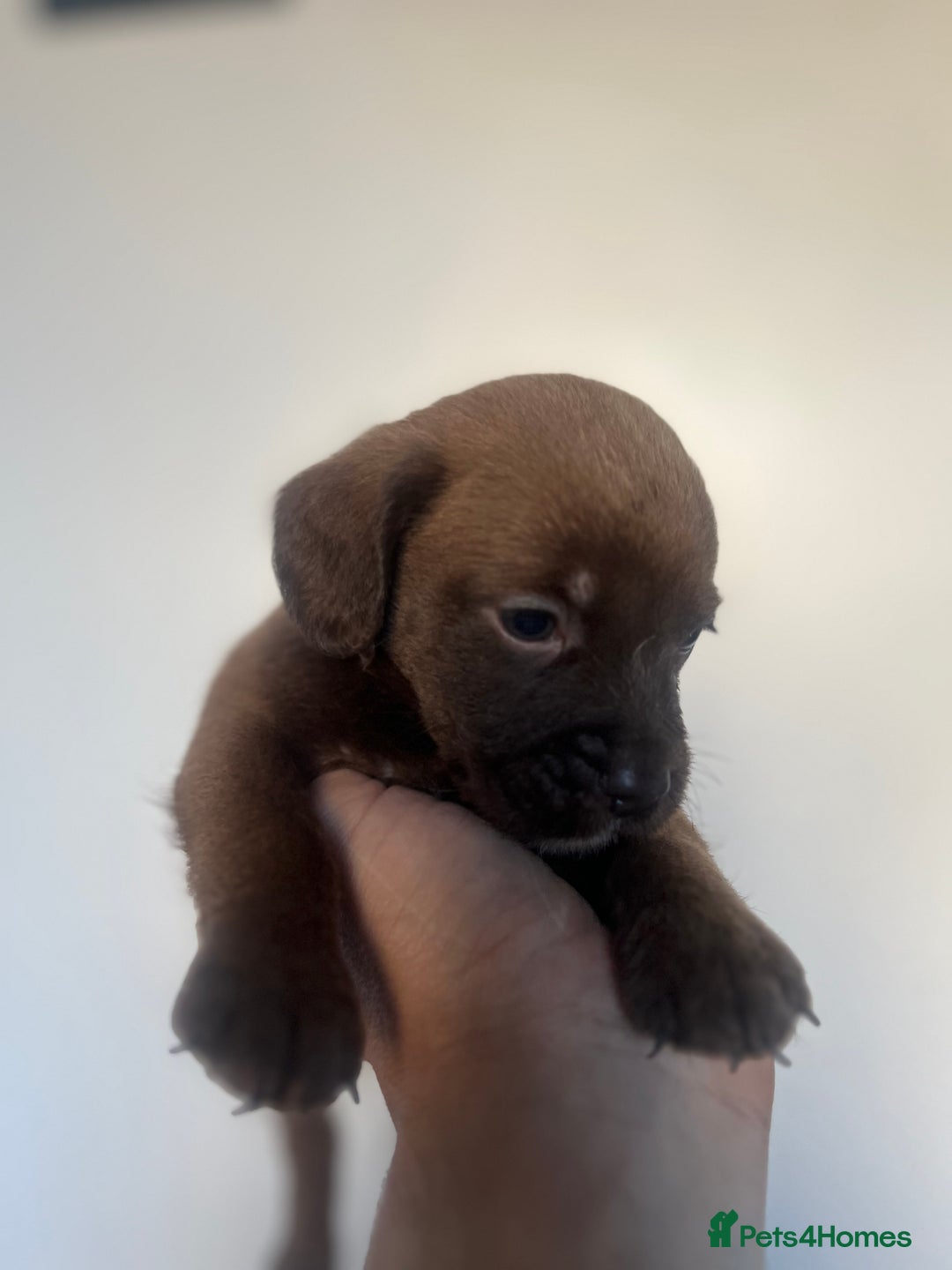 Cockapoo dogs for sale: Adorable cockapoo cross reduced last 2  - Image 12