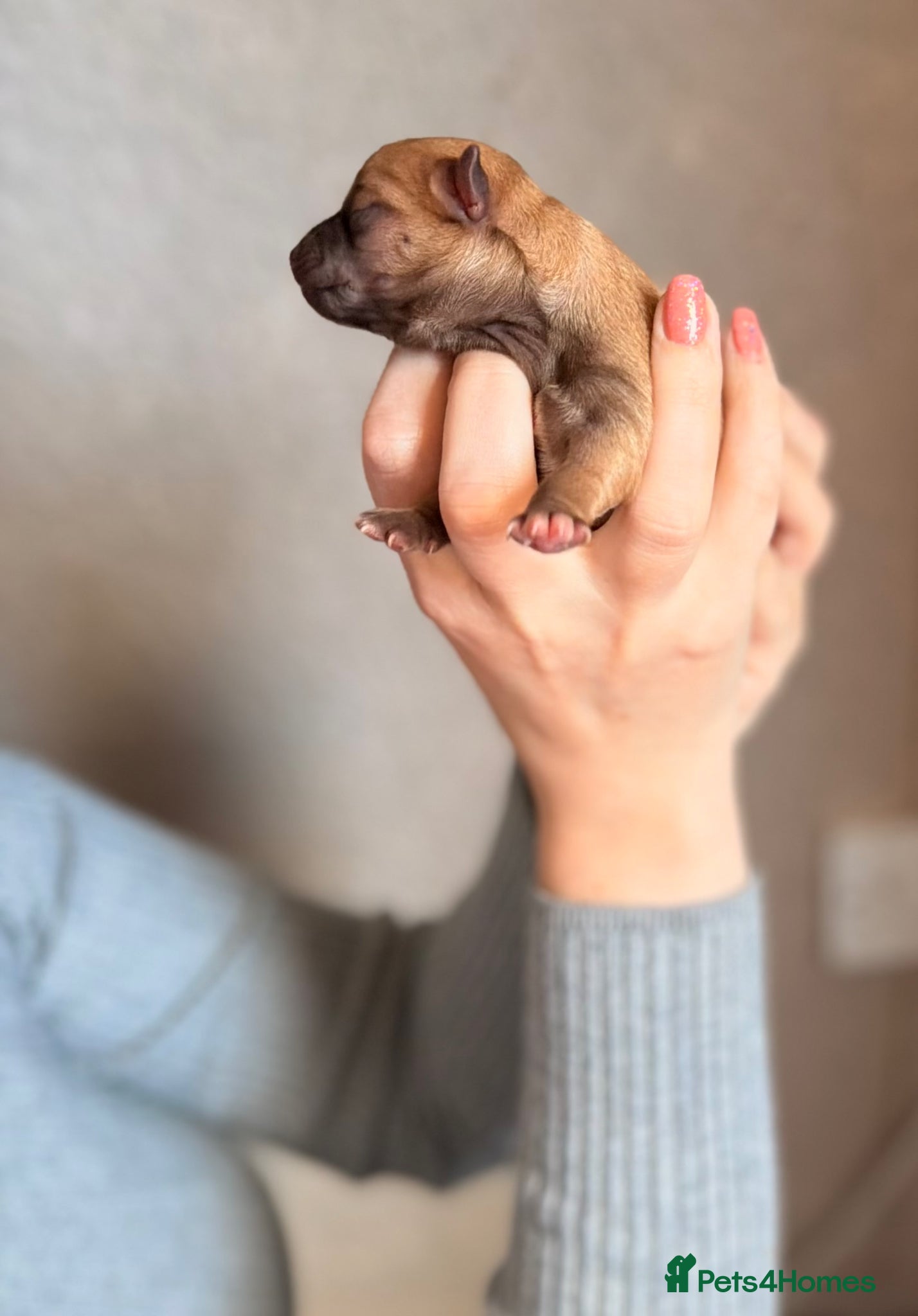 Chihuahua dogs for sale: Three Chihuahua Pup Girls  in Telford - Advert 11