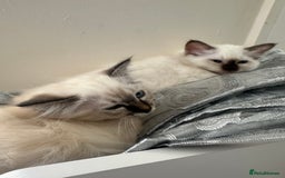 Birman cats for sale: Lovely Birman kittens  - Image 24