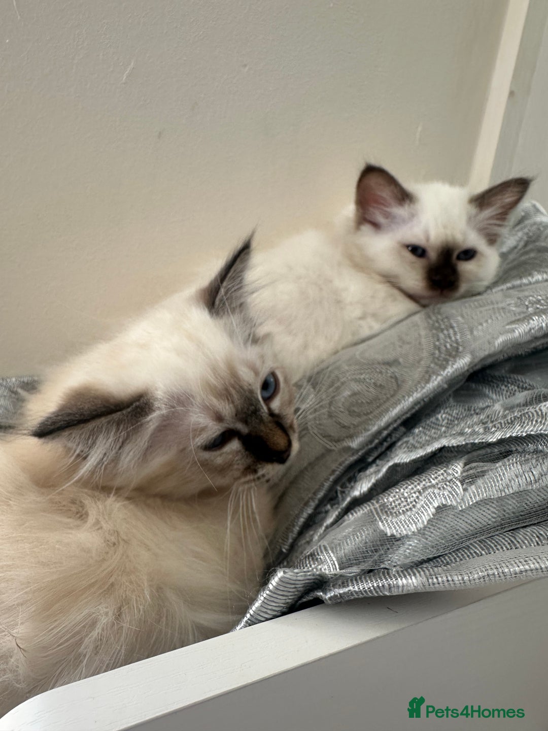 Birman cats for sale: Lovely Birman kittens  - Image 24