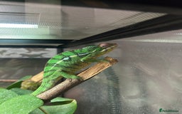 Chameleon reptiles for sale: Nosy Mitsio Panther Chameleon.  - Image 2