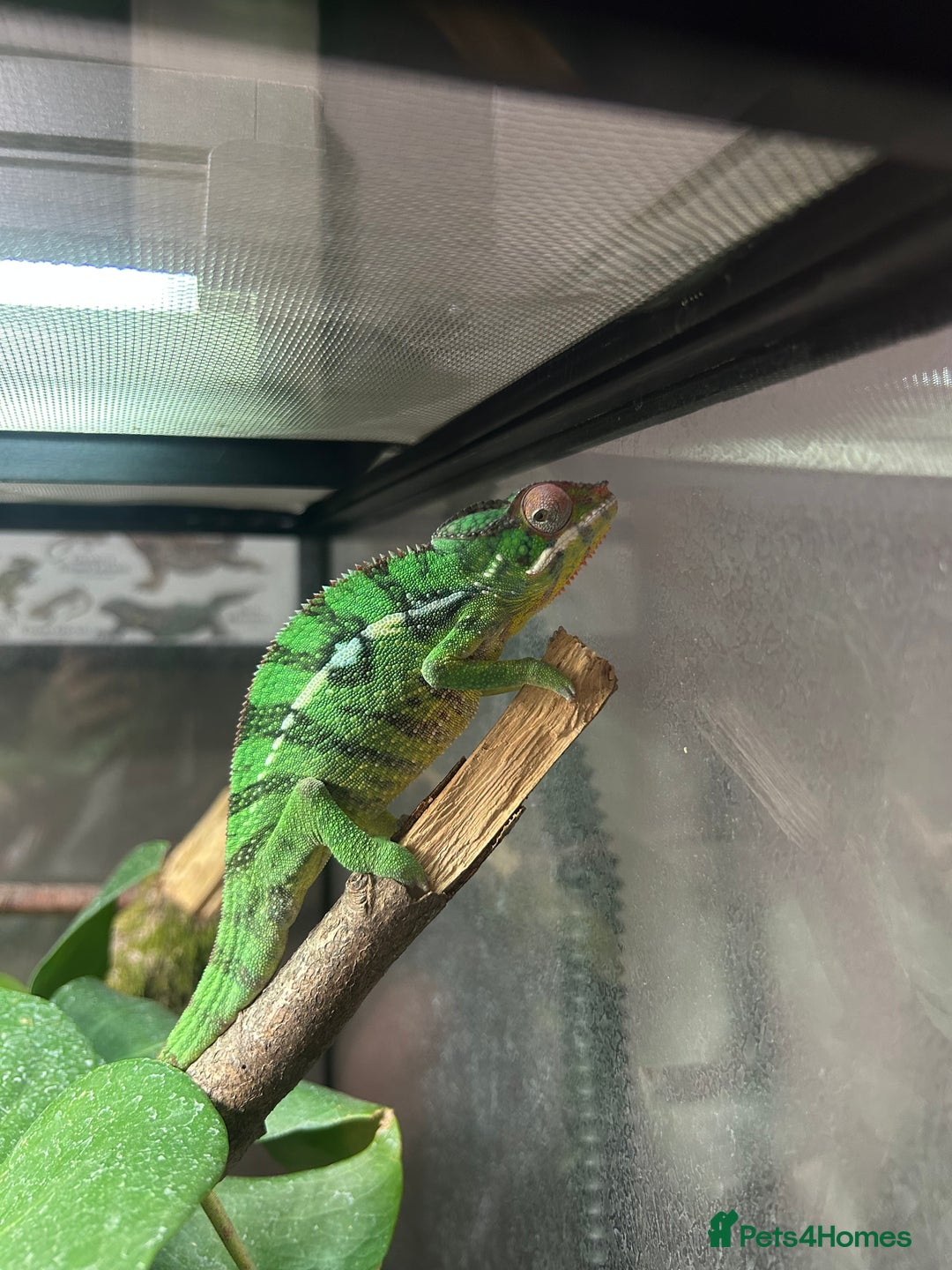 Chameleon reptiles for sale: Nosy Mitsio Panther Chameleon.  - Image 2