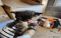 Mixed Breed cats for sale: 4 beautiful kittens ready - Image 12