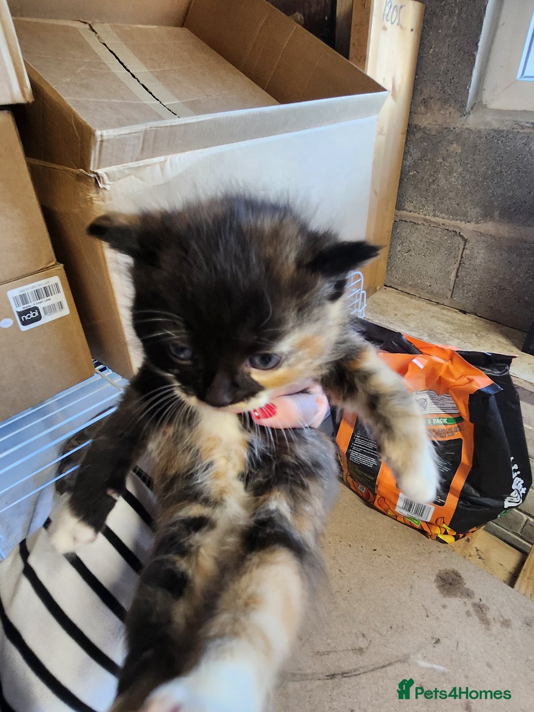 Mixed Breed cats for sale: 4 beautiful kittens ready - Image 12