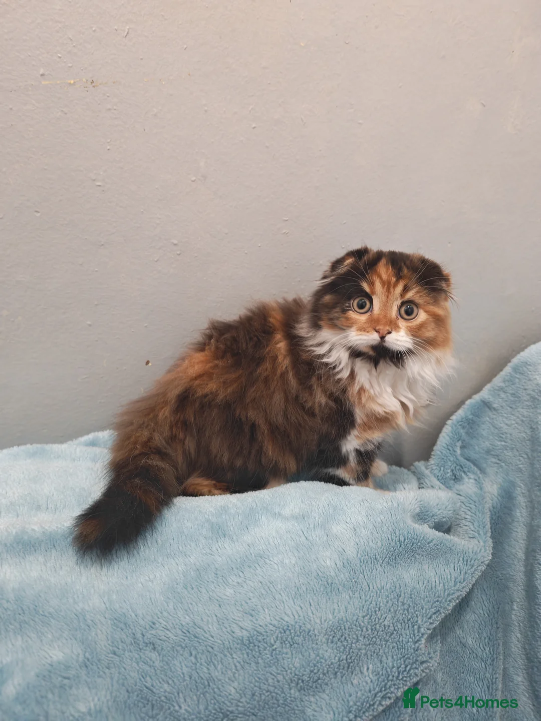 Mixed Breed cats for sale: Sccotis flod & Fluffy kittens VIDEOS - Advert 20