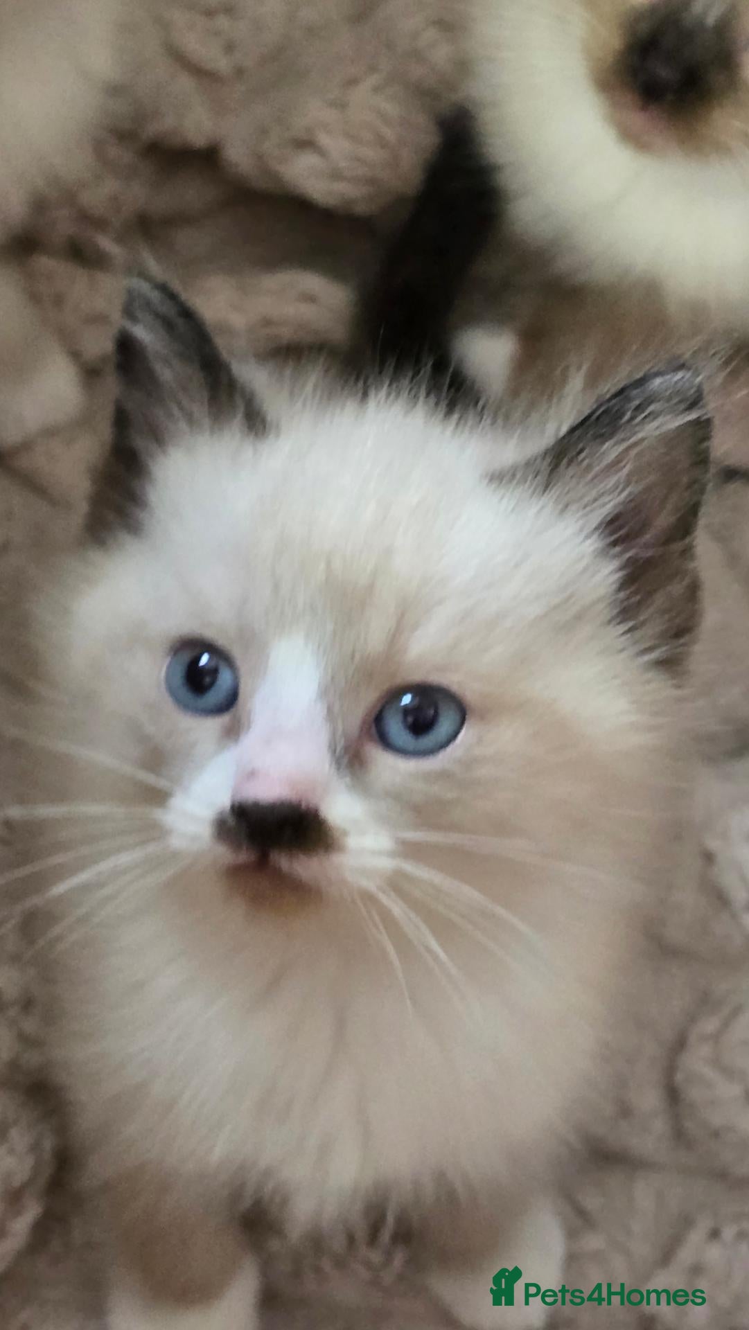Mixed Breed cats for sale: Two male ragdoll mix kittens - Advert 3