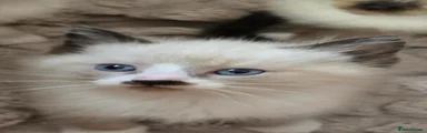 Mixed Breed 1