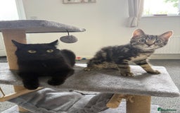 British Longhair cats for sale: Kitten  - Image 6