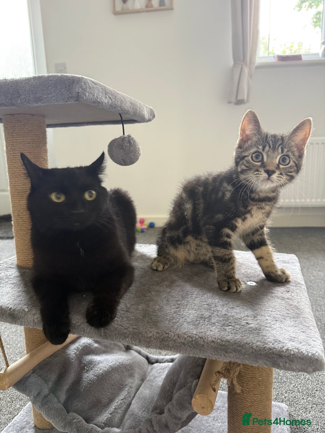British Longhair cats for sale: Kitten  - Image 6