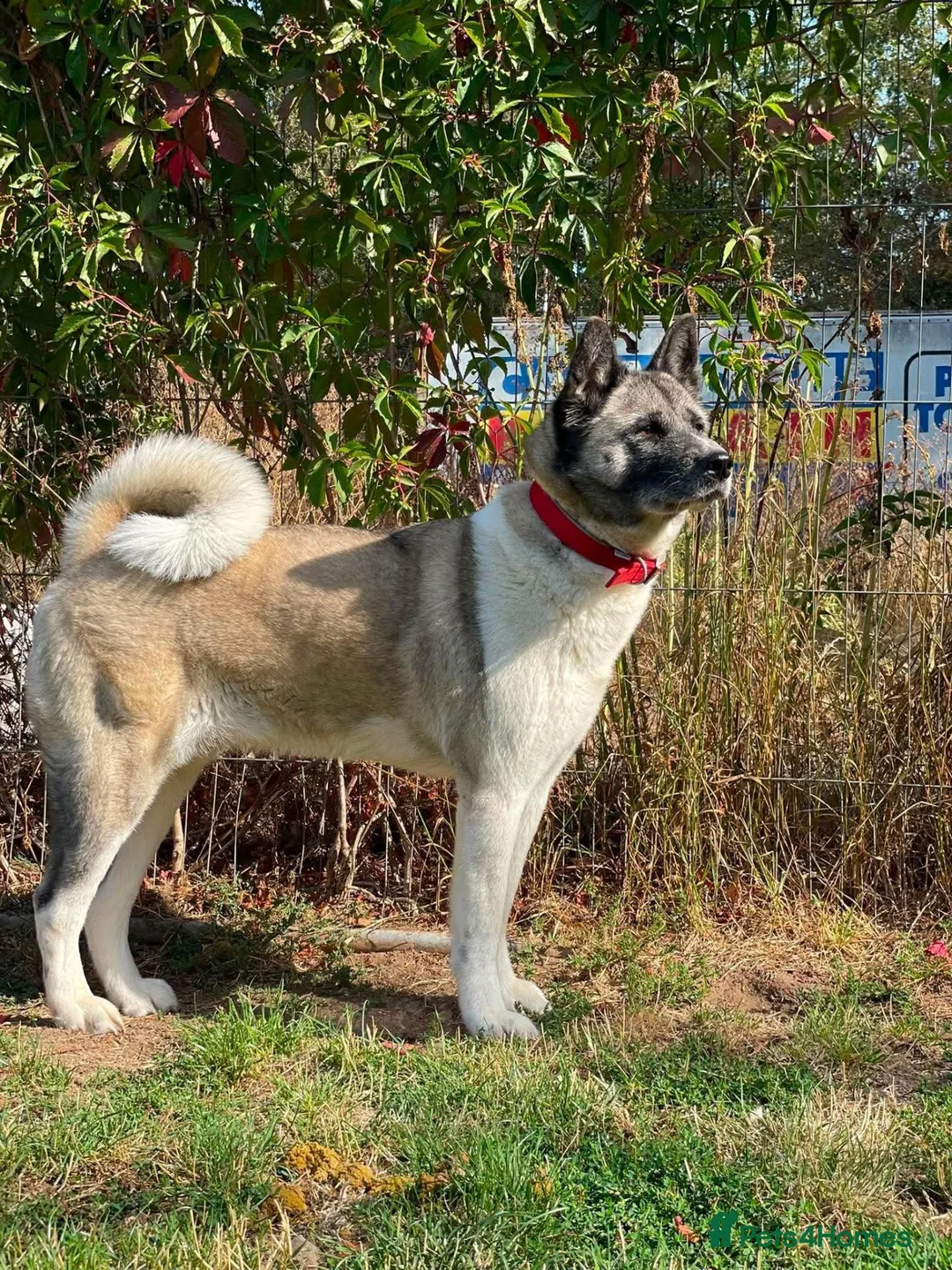 Akita dogs for adoption: Awesome Ada, 5 years old - Advert 2