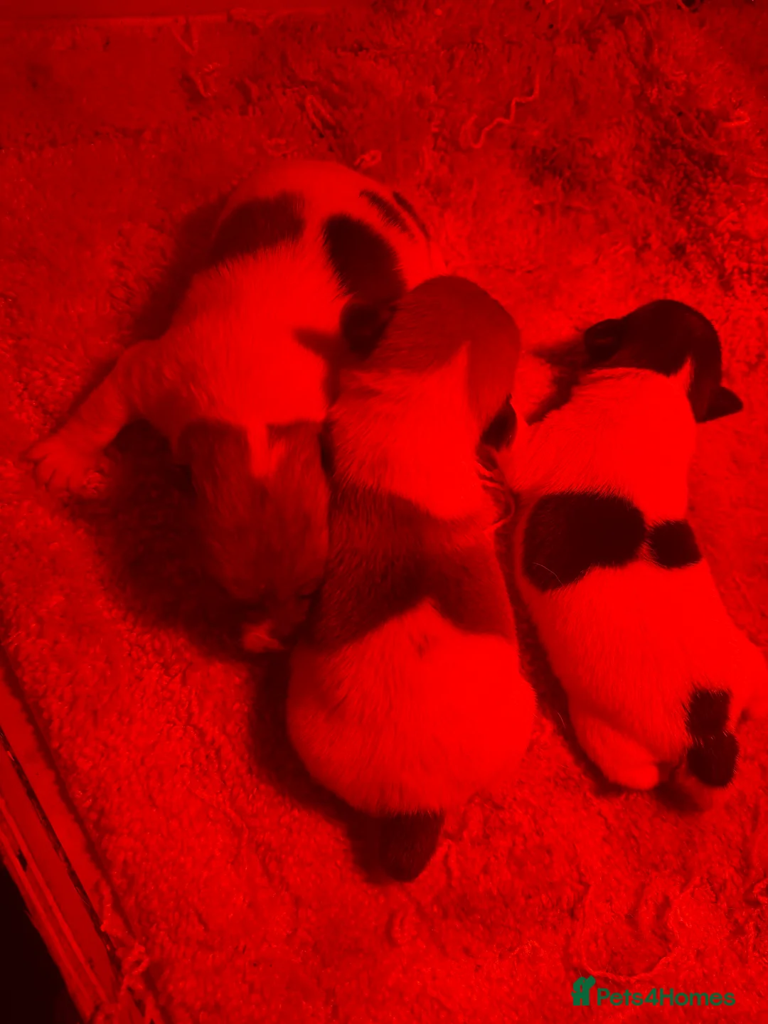 Jack Russell dogs for stud: Miniature jack Russell  in Leeds - Advert 6