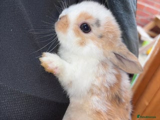 Mini Lop rabbits - Advert 28