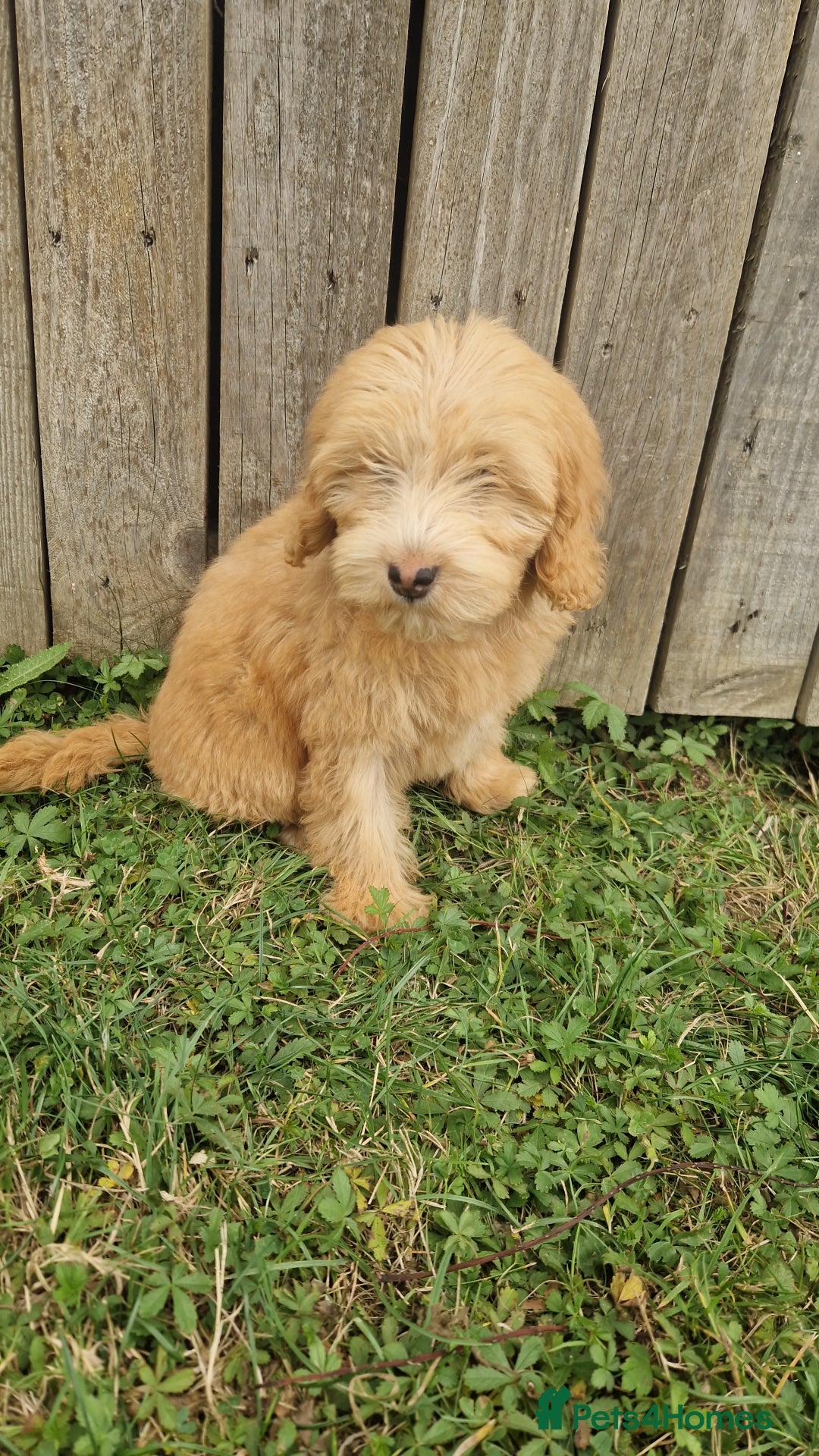 Cavapoo dogs for sale: 1 Girl Remaining ⭐️ Reduced ⭐️ F1b Cavapoos ⭐️ - Image 9