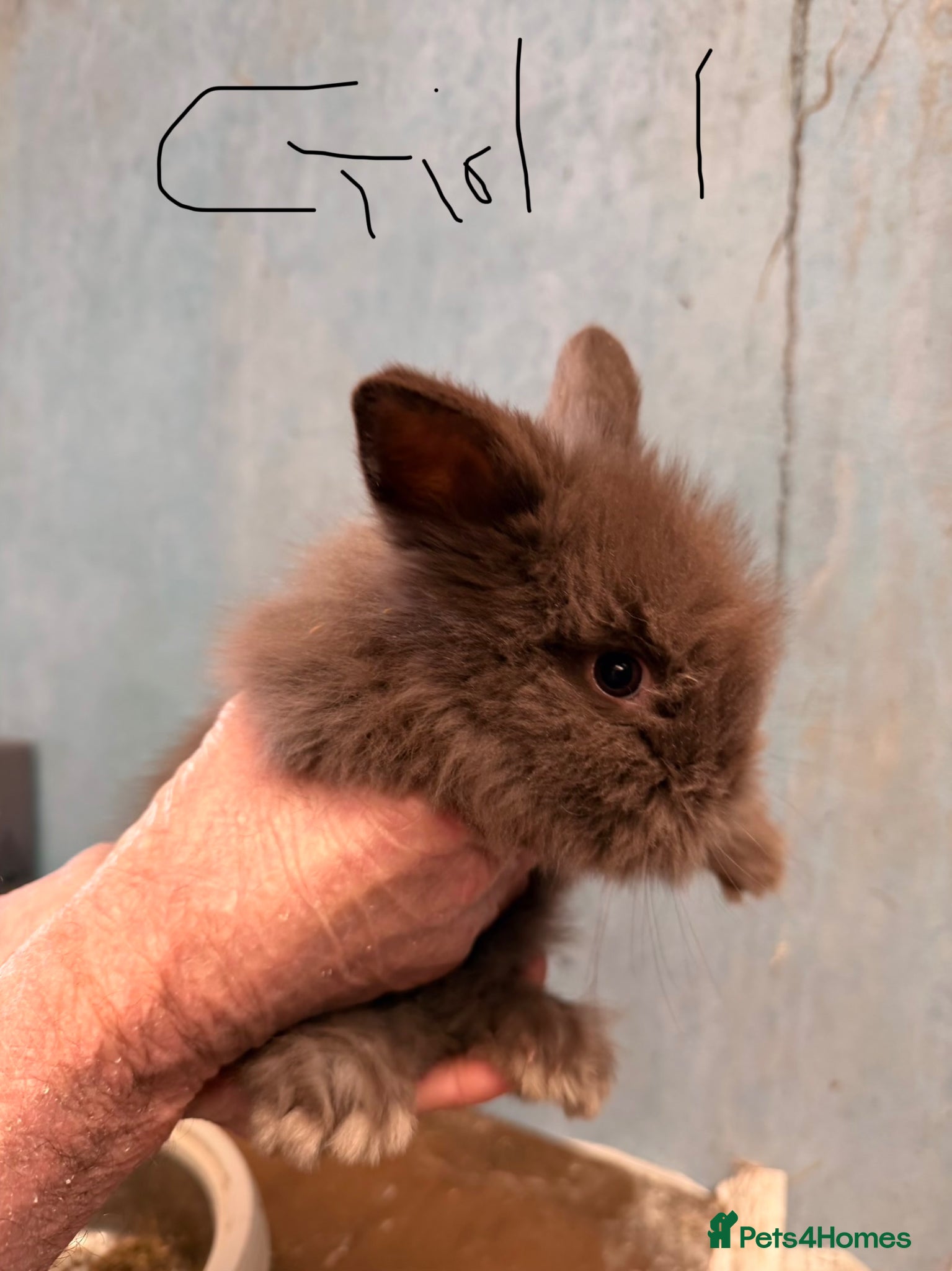 Lionhead rabbits 5 pure lionhead rabbits available 6th April  - Advert 13