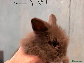 Lionhead rabbits 5 pure lionhead rabbits available 6th April - Advert 13