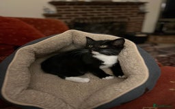 Mixed Breed cats for sale: Tuxedo Girl - Image 3
