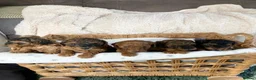 Cockapoo dogs for sale: TIny f1b cockapoos in Brandon - Advert 1