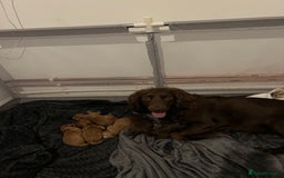 Cocker Spaniel dogs for sale: Spainel puppy’s  - Image 4