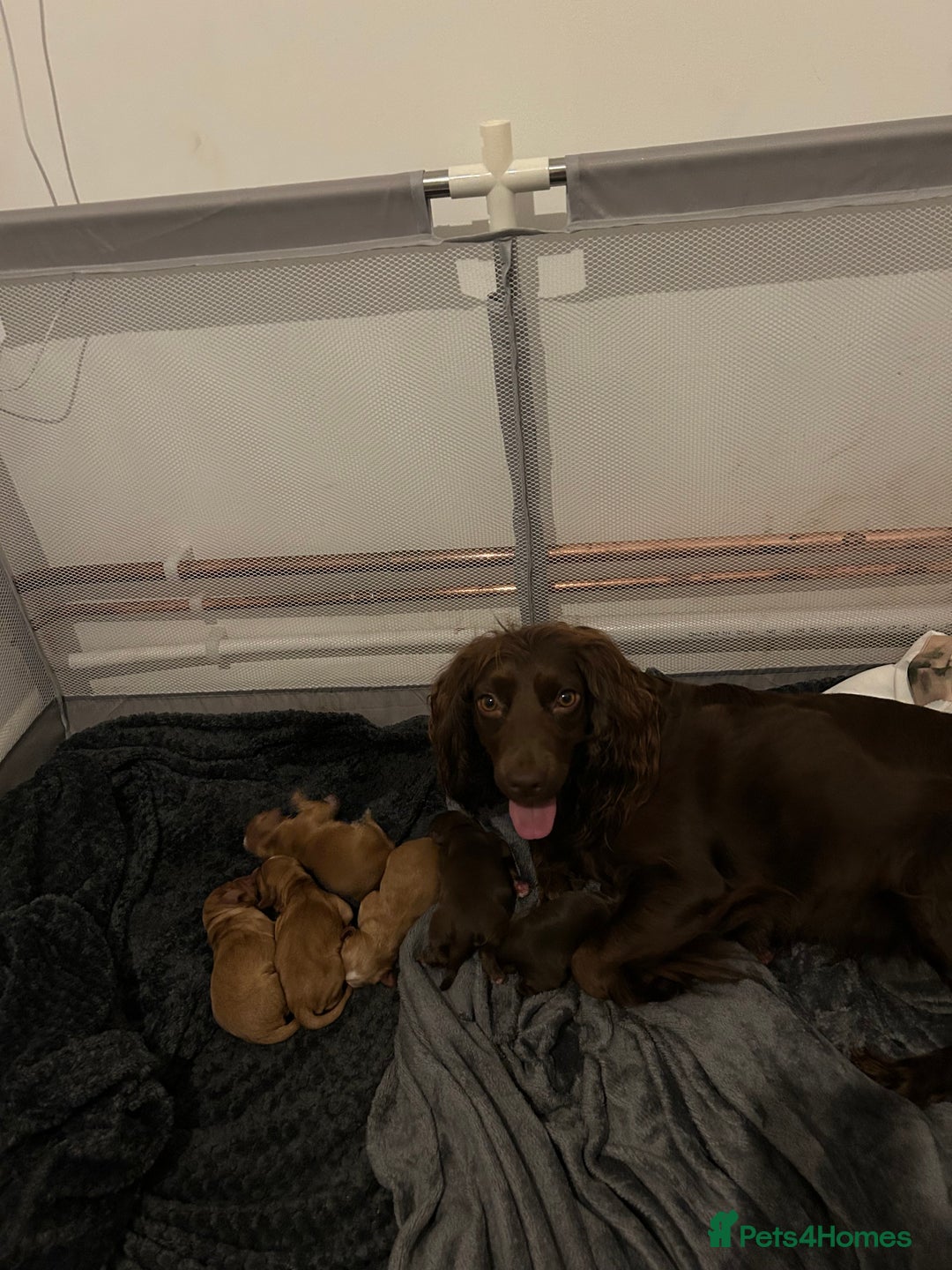 Cocker Spaniel dogs for sale: Spainel puppy’s  - Image 4