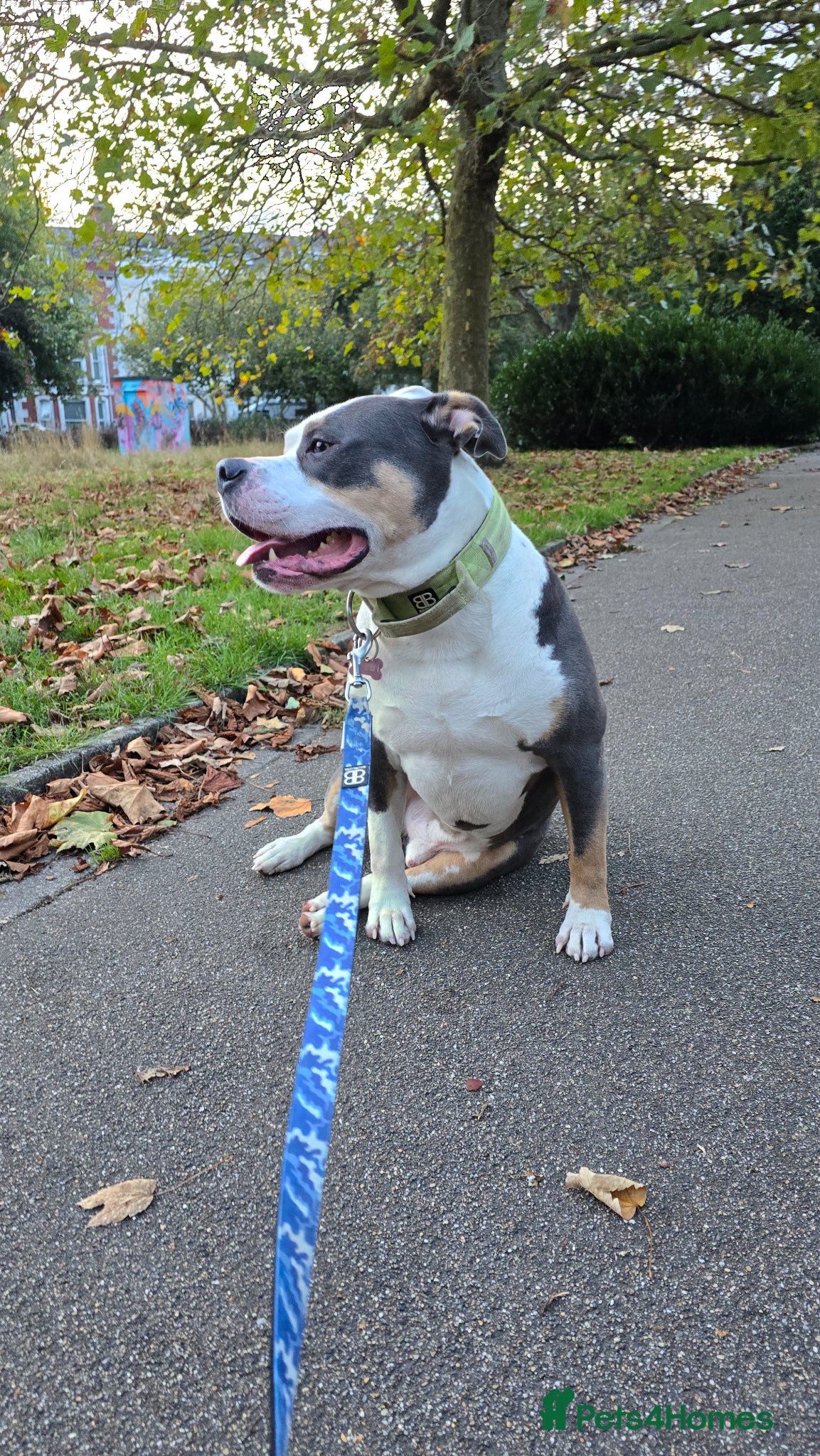 American Bully dogs Male American bully - Advert 1