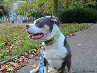 American Bully dogs Male American bully - Advert 1