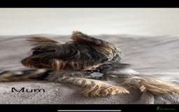 Yorkshire Terrier dogs for sale: Pure Yorkshire Terrier puppies for sale  - Image 11