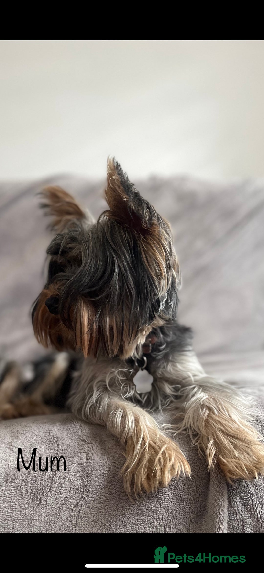 Yorkshire Terrier dogs for sale: Pure Yorkshire Terrier puppies for sale  - Image 11