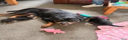 Mixed Breed dogs for sale:  Stunning Rottweiler × German Shepherd Puppies - Advert 23