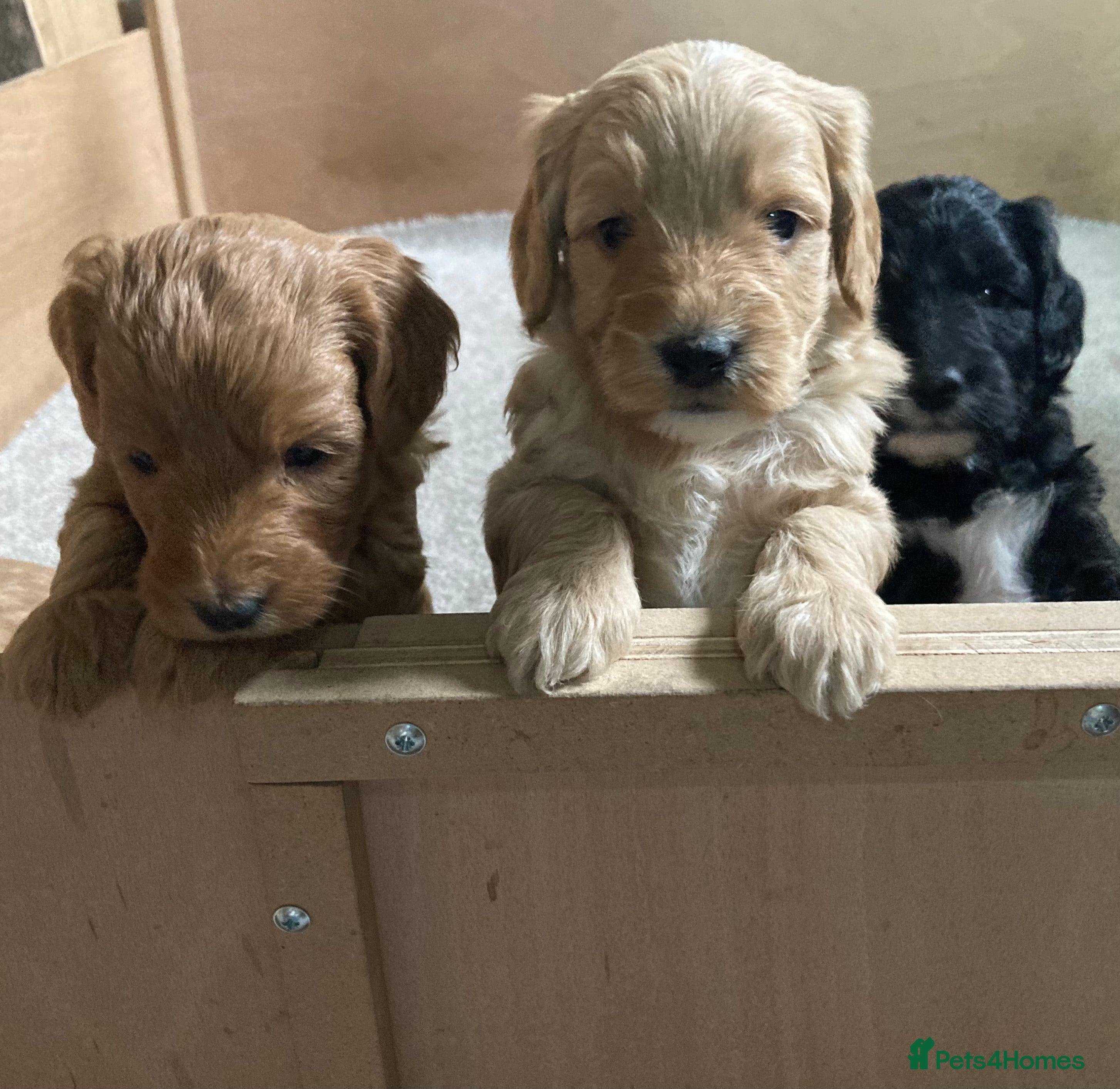 Goldendoodle dogs Miniature F1B Goldendoodle puppies - Advert 16