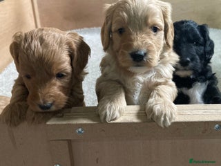 Goldendoodle dogs Miniature F1B Goldendoodle puppies - Advert 2