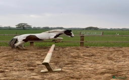 Irish Cob horses for sale: Lovely Cob  - Image 1