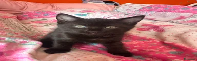 Domestic Shorthair 2
