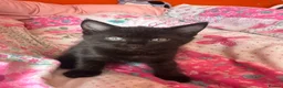 Domestic Shorthair cats for sale: Domestic Shorthair - Advert 4
