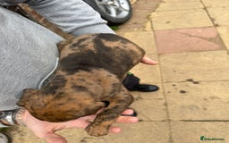 Mixed Breed dogs for sale: Outstanding quality litter of twelve pups - Image 9