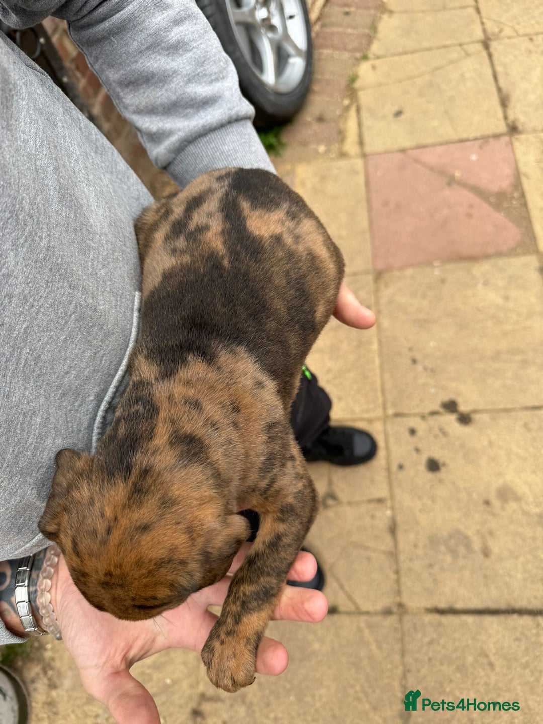 Mixed Breed dogs for sale: Outstanding quality litter of twelve pups - Image 9