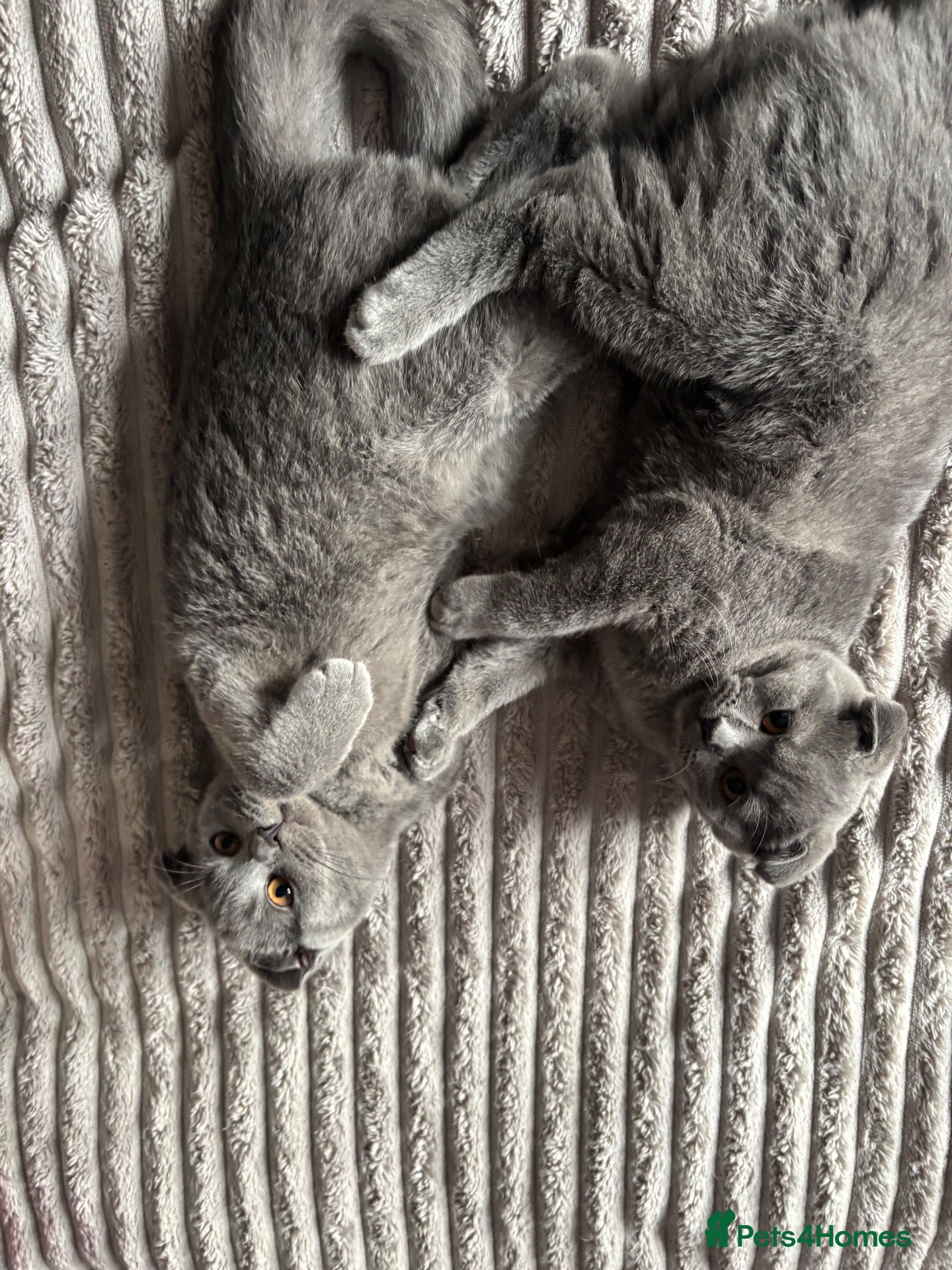 Scottish Fold cats Two beautiful blue fold girls - Advert 16