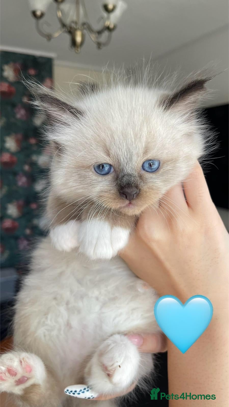 Ragdoll cats  ragdoll kittens (ready for collection) - Advert 2