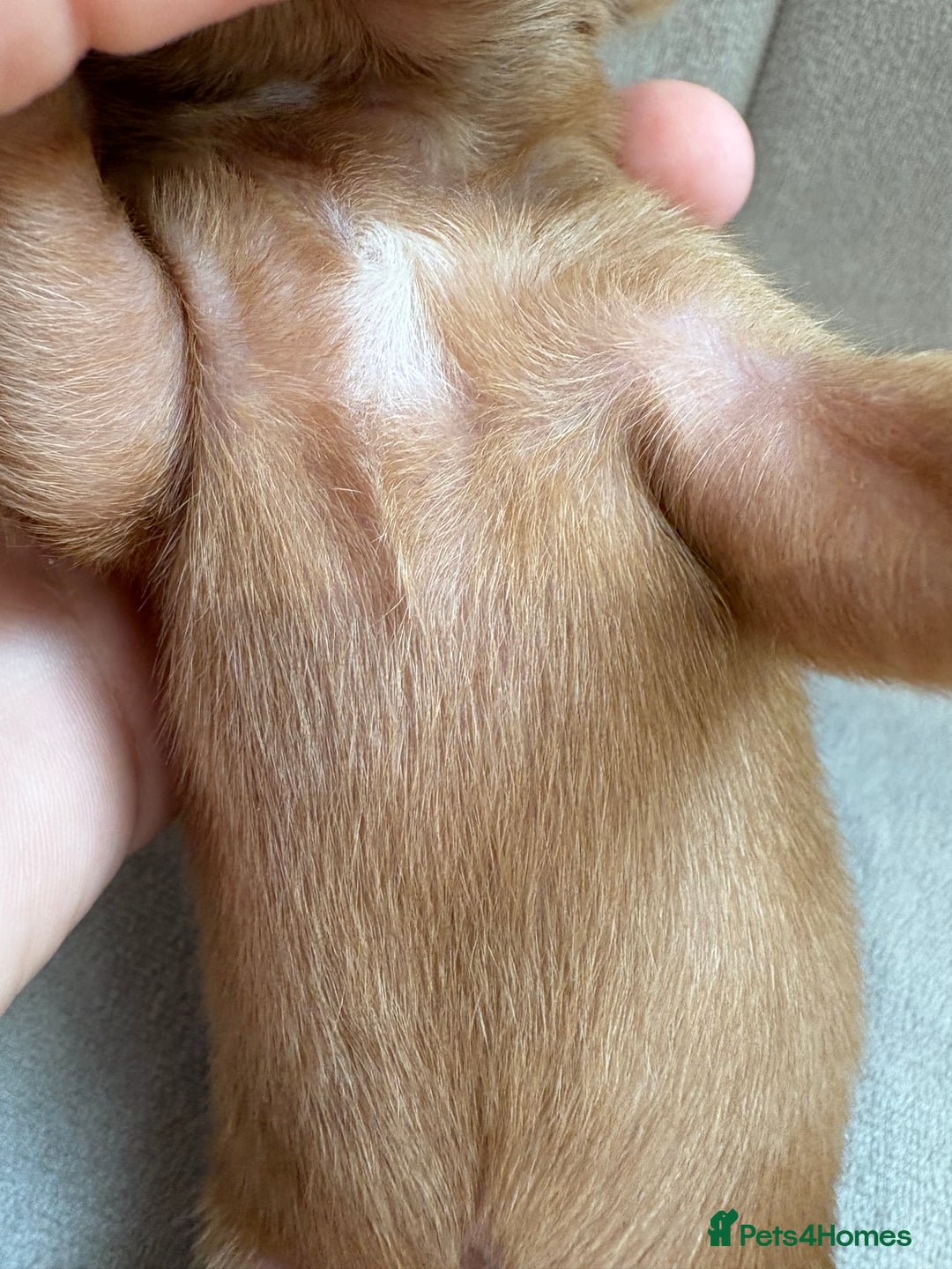 Miniature Dachshund dogs for sale: Gorgeous Long &short haired mini dachshund puppies - Image 29