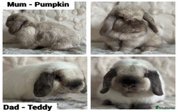 Mini Lop rabbits for sale: Gorgeous Adult and 3 Baby mini lops for sale  - Image 6