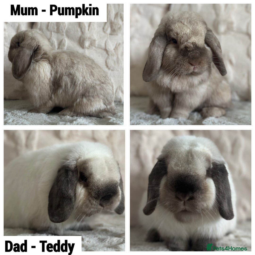 Mini Lop rabbits for sale: Gorgeous Adult and 3 Baby mini lops for sale  - Image 6