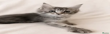 Maine Coon Kitten 3