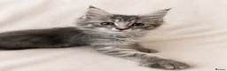 Maine Coon cats for sale: TICA Maine Coon Kittens Exceptional Bloodlines 🐾 - Advert 4