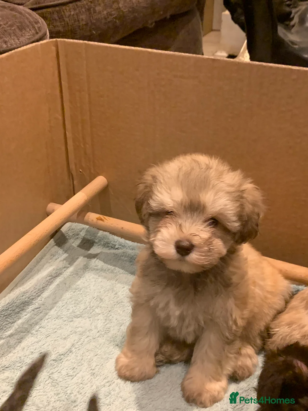 Miniature Schnauzer dogs for sale: Stunning Rare Parti-colour Miniature Schnauzer’s - Advert 5